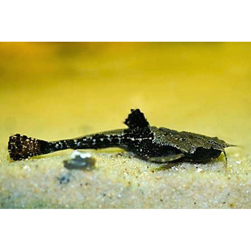 Braadpanmeerval 6-7cm